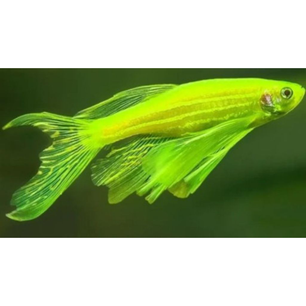 Ikan hias danio slayer hijau.