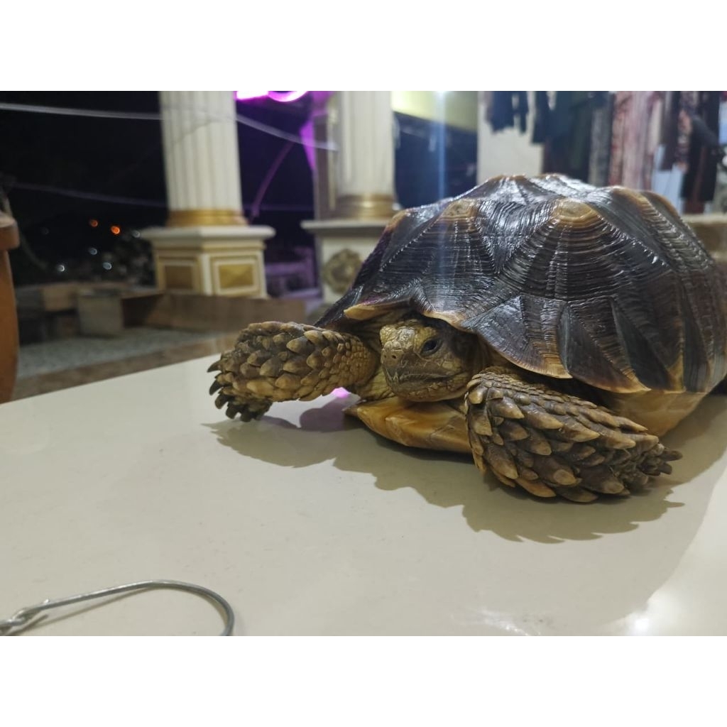 PELET SULCATA HIDUP KURA-KURA SULCATA 30 cm
