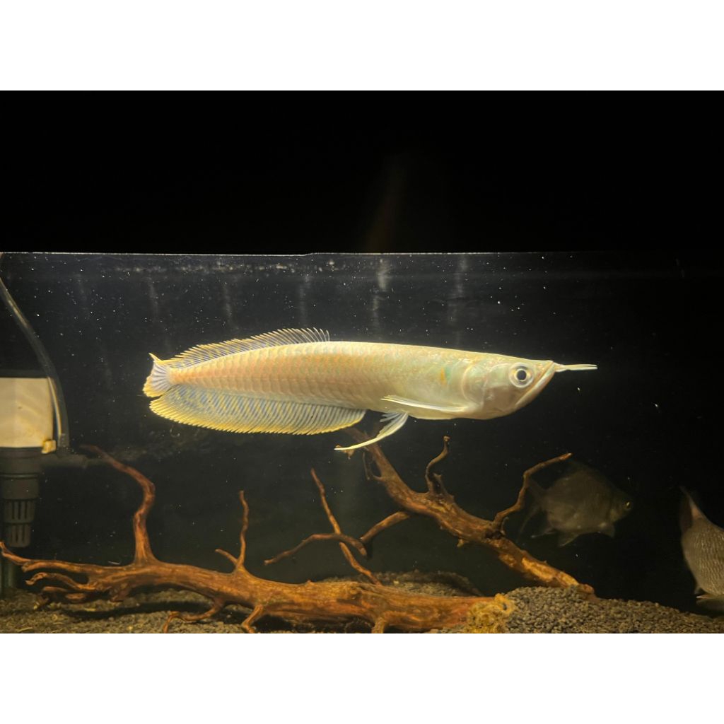Arwana Silver Red