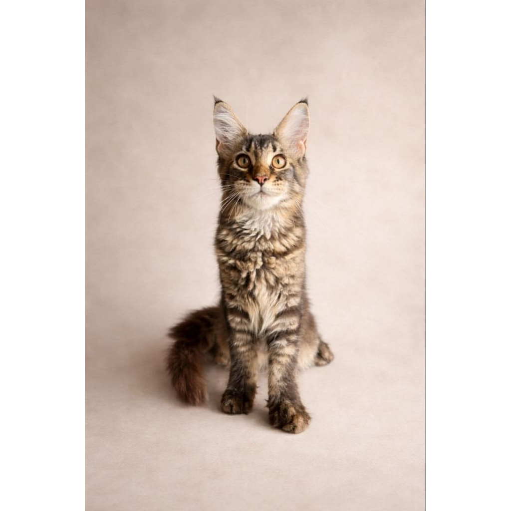 mainecoon betina