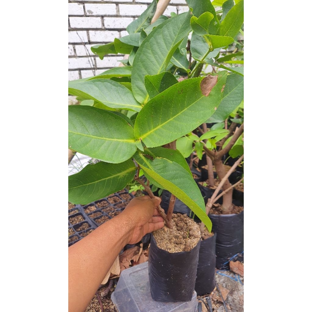 BIBIT JAMBU RED TAIWAN / BLACK KINGKONG