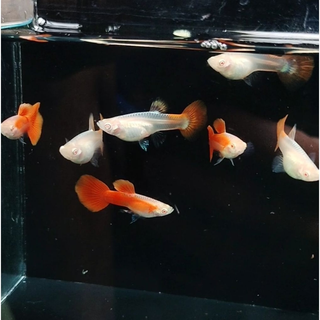 hiasan aquarium Guppy AFR Sepasang Jantan dan betina