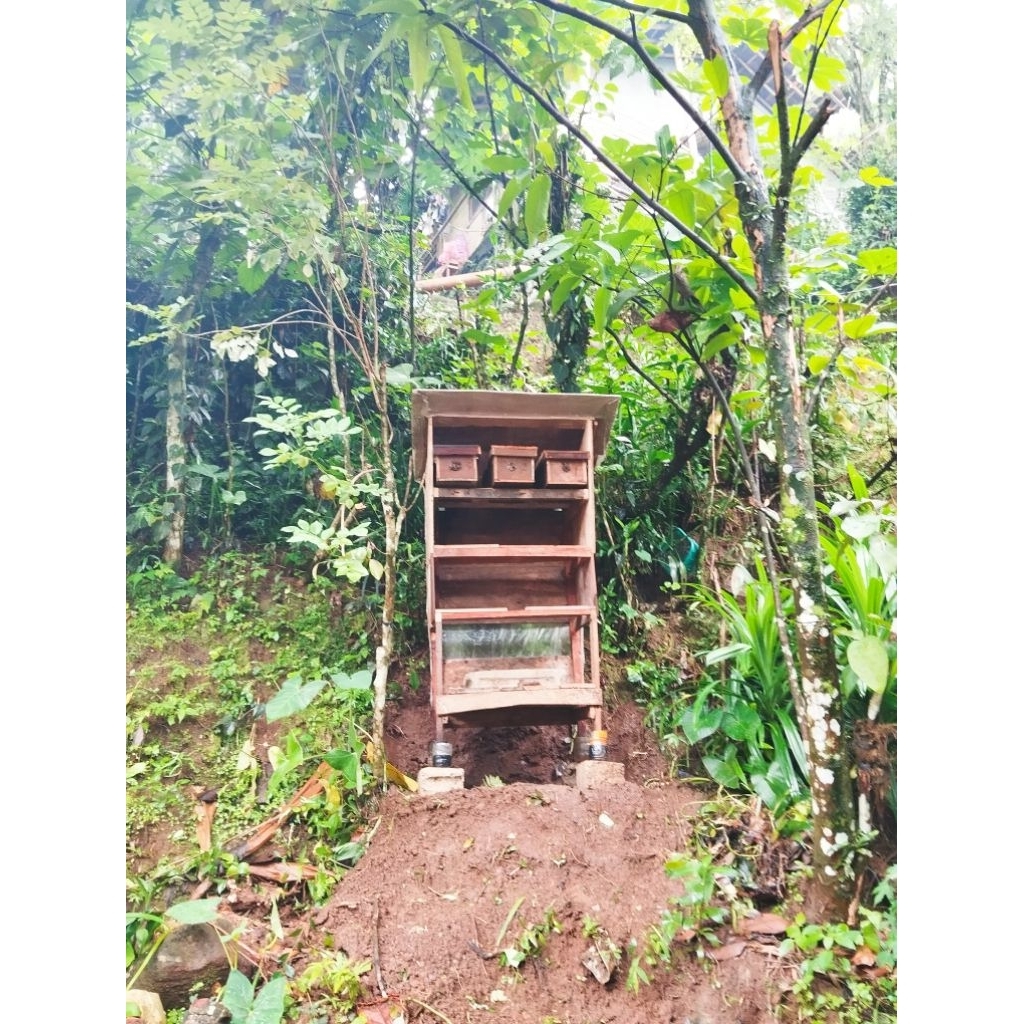 Koloni trigona levicep, klanceng, kelulut