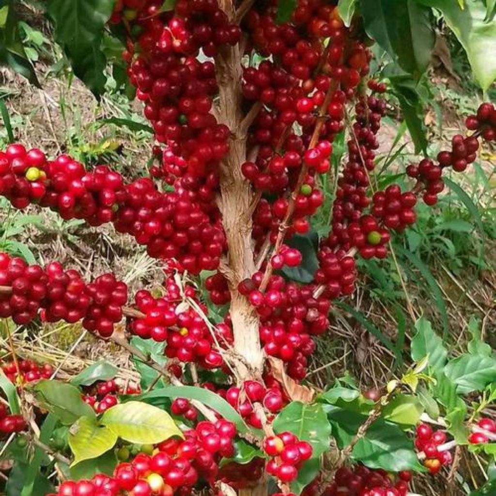 Bibit Kopi Arabika Varietas Ateng Super | bibit kopi | bibit siap tanam | bibit kopi berkualitas