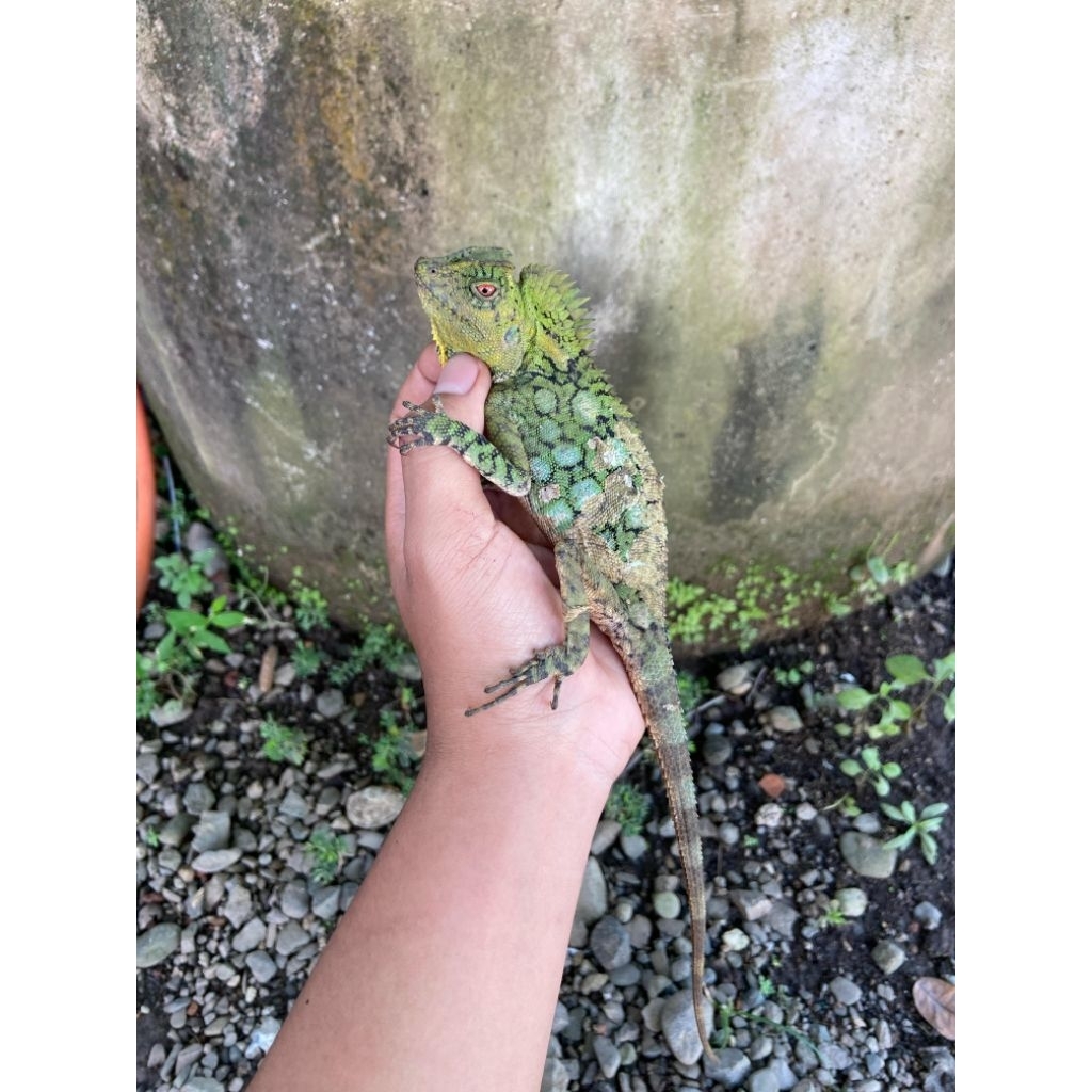 replika mainan forest dragon
