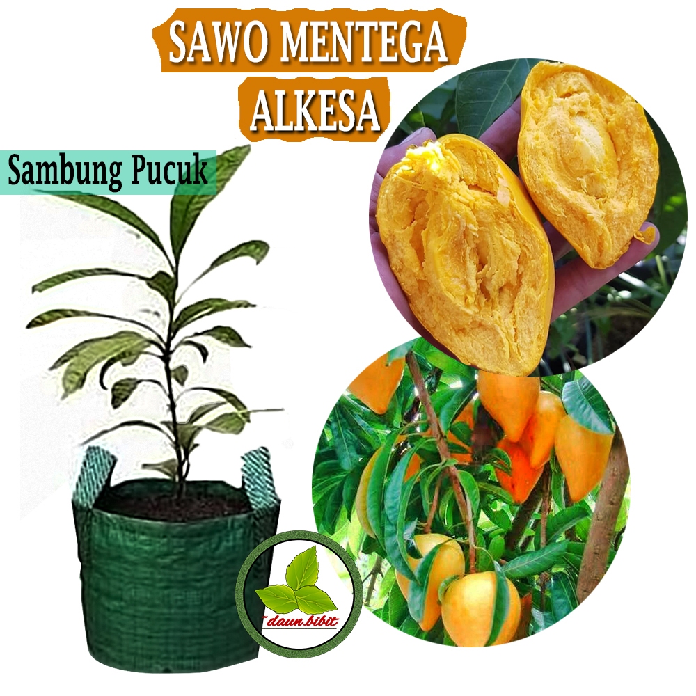Bibit Sawo Alkesa Sawo Mentega Cangkok