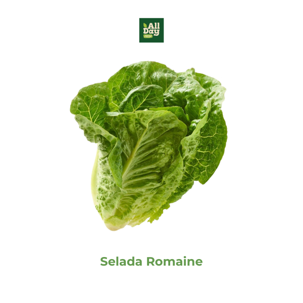 Selada romaine segar berat 1 kg