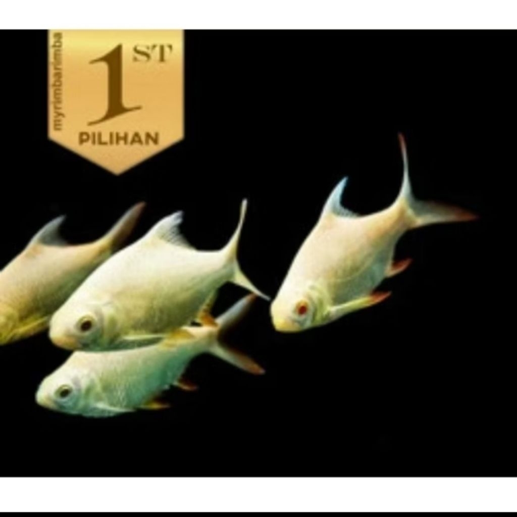 IKAN KAFIAT ALBINO