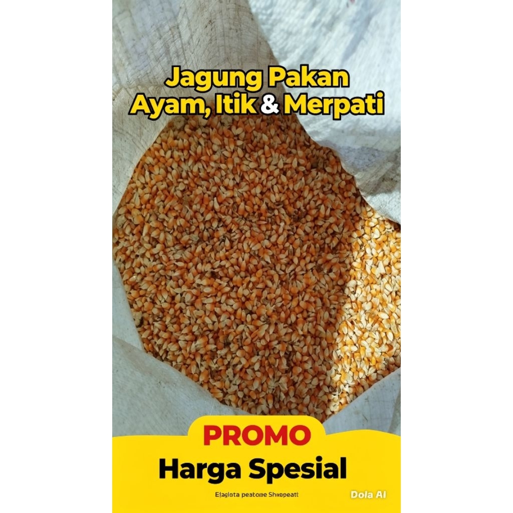 Jagung pakan ternak jenis BISI 18 Pakan Ayam Itik Merpati - Biji Jagung Murni Berkualitas - 1 Kg