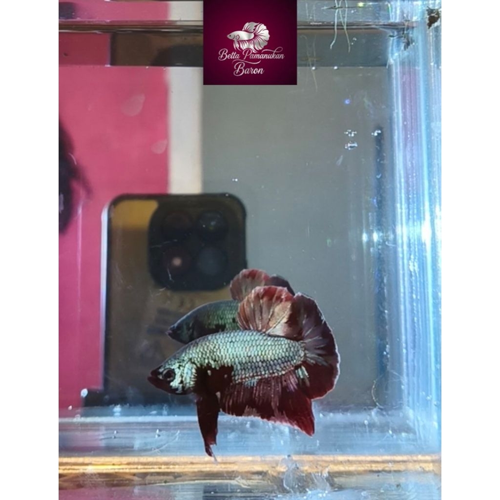 Rgg besgel ikan cupang jantan indukan