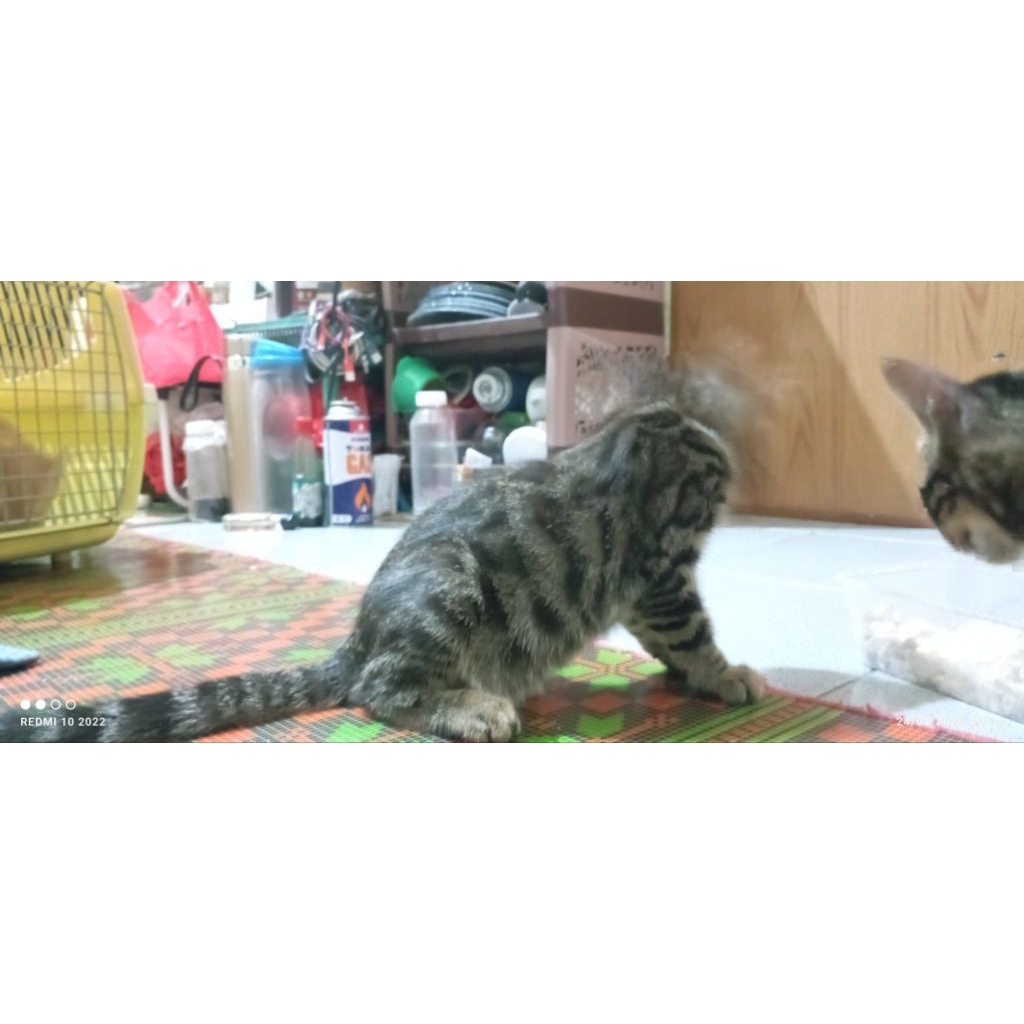 anakan kucing bengal pure