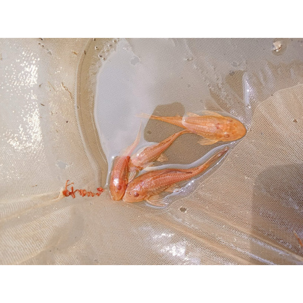 kebutuhan aquarium ikan sapu-sapu albino pembersih kaca aquarium ukuran 8/9cm