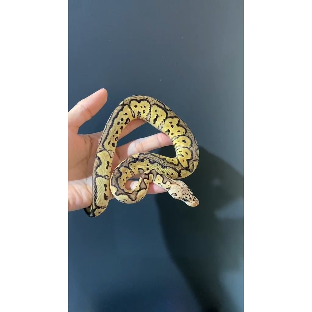 Ball python Pastel Spotnose Clown (F)