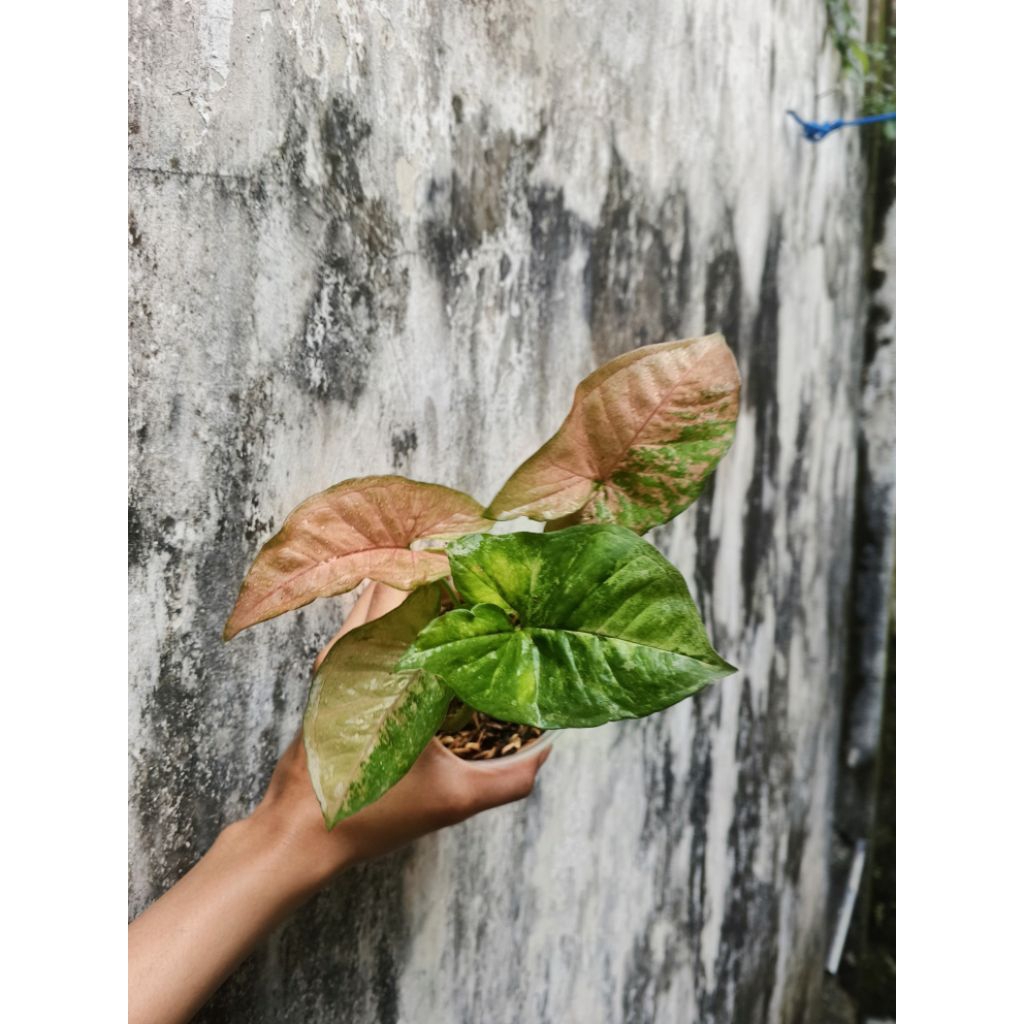 syngonium pink flecked