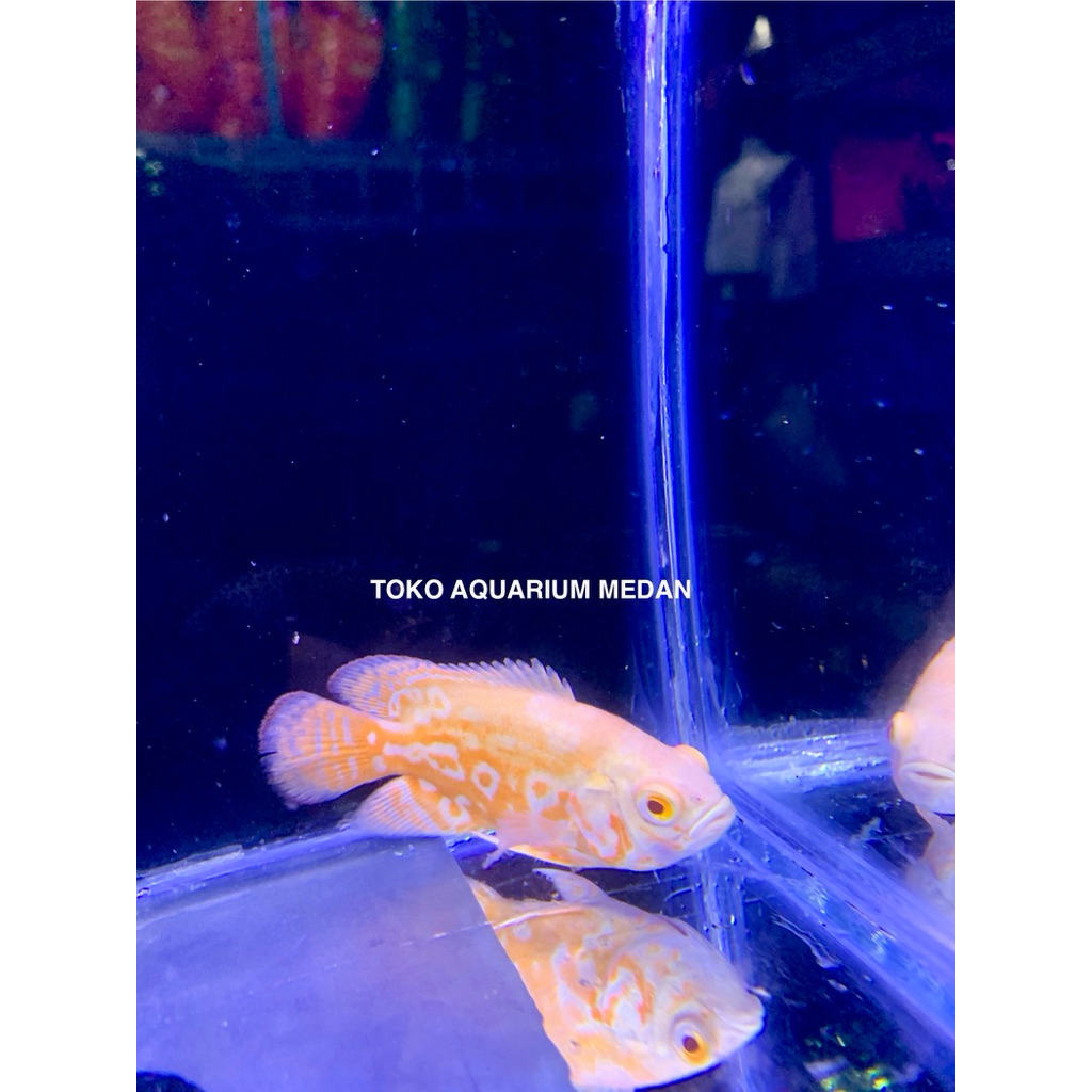 IKAN HIAS PREDATOR OSCAR ALBINO RED CHILLI TIGER SIZE 80ml