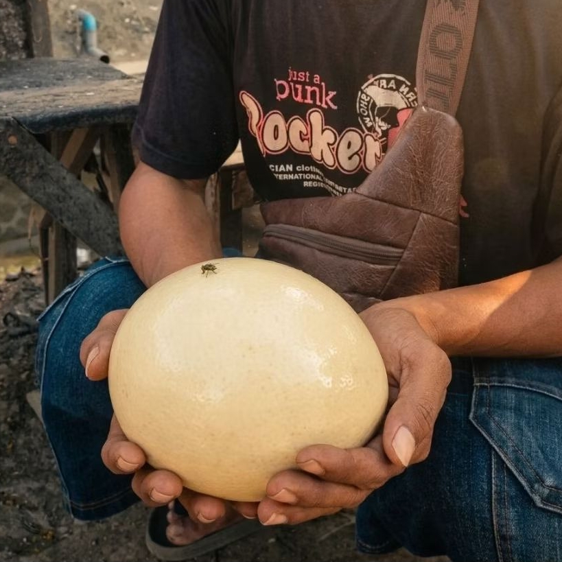 Telur Burung Unta Asli 100% Fresh – Besar, Bergizi Tinggi, Cocok untuk Masak & Baking