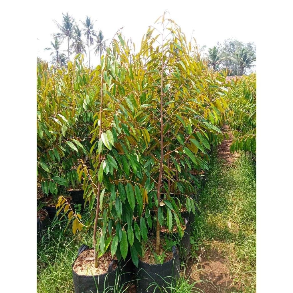 Bibit pohon durian tinggi 2meter
