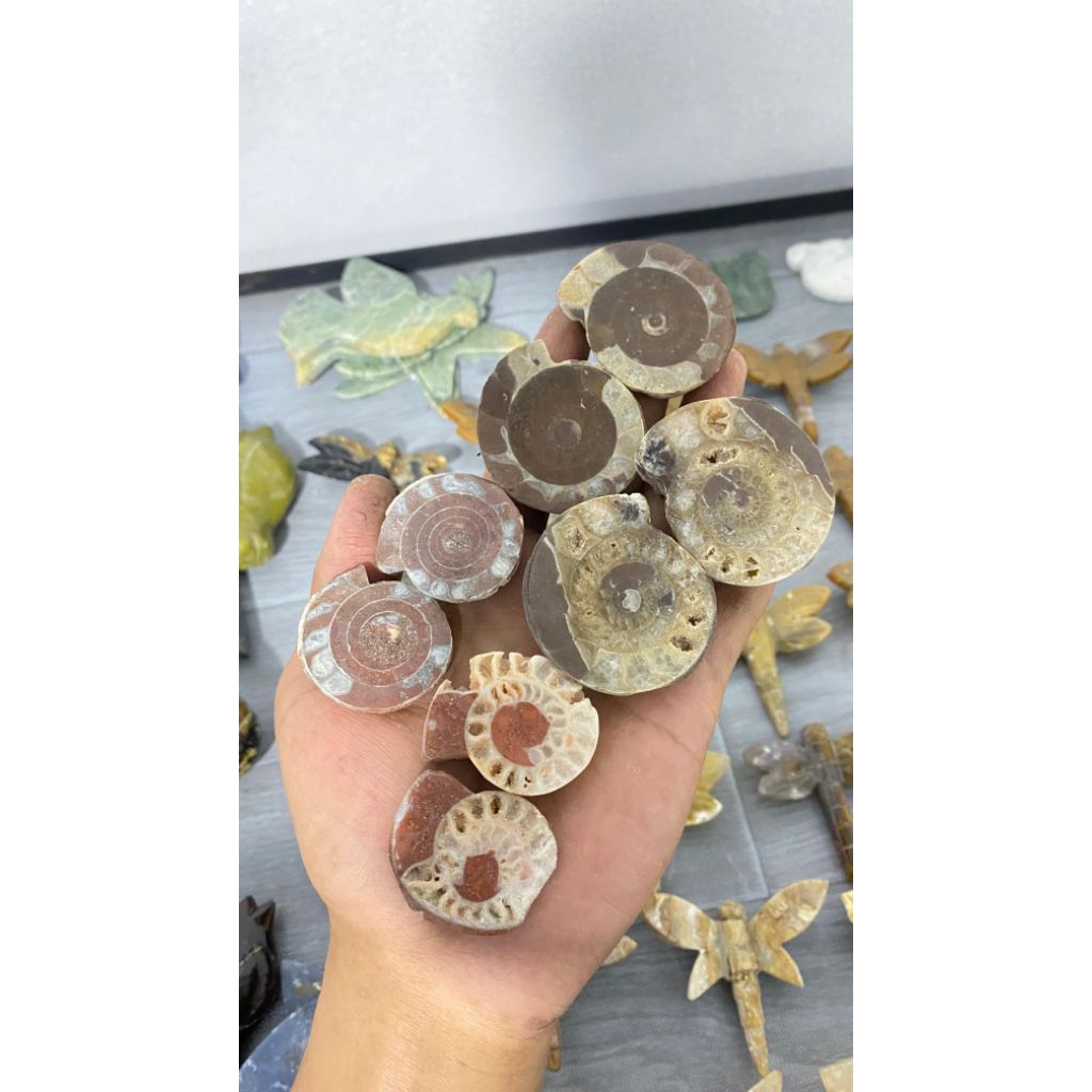ammonite asli