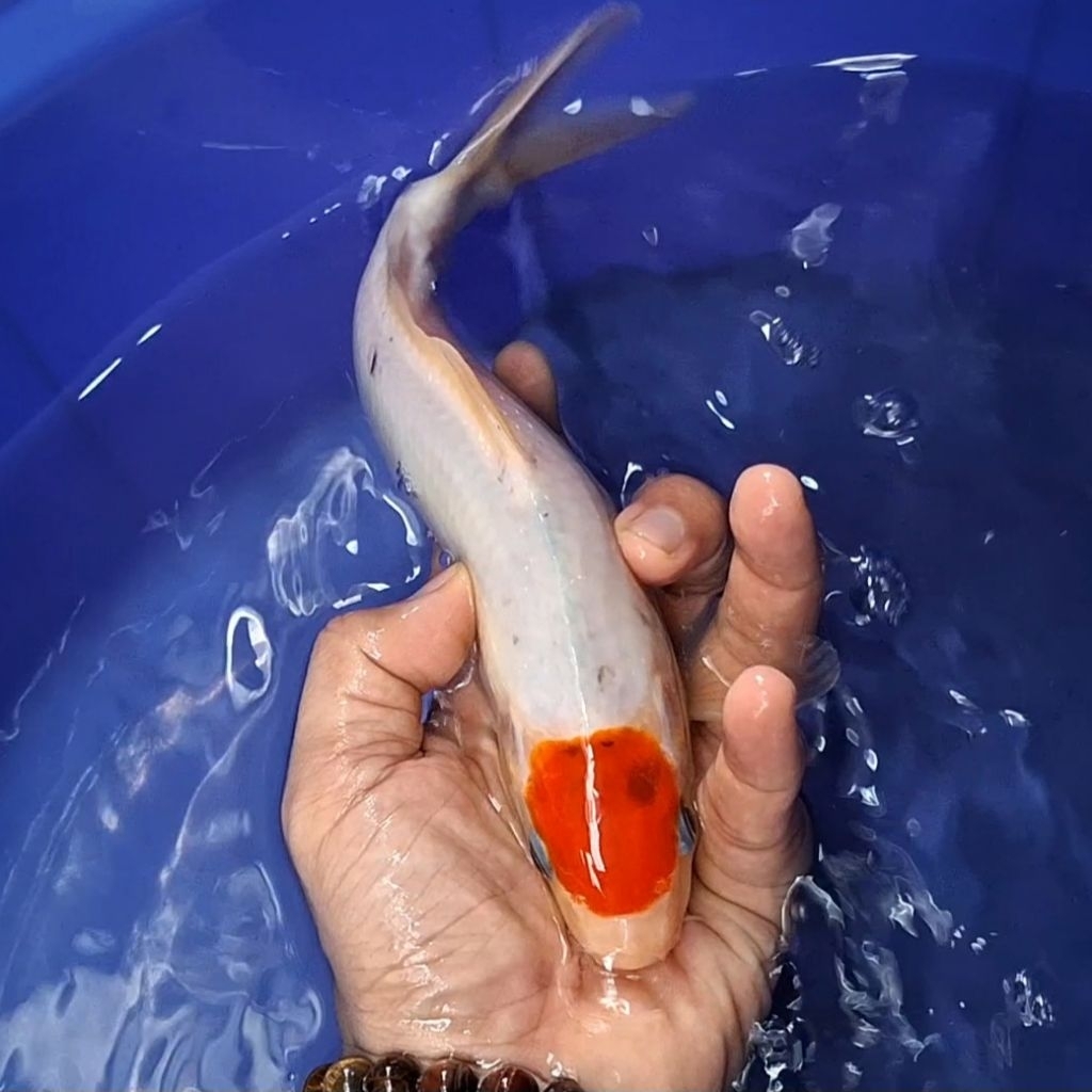 Ikan Koi Blitar Jenis Tancho / Rumah Koi Jakarta / kode 008