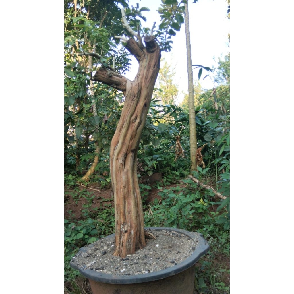 bahan bonsai sisir jumbo berotot