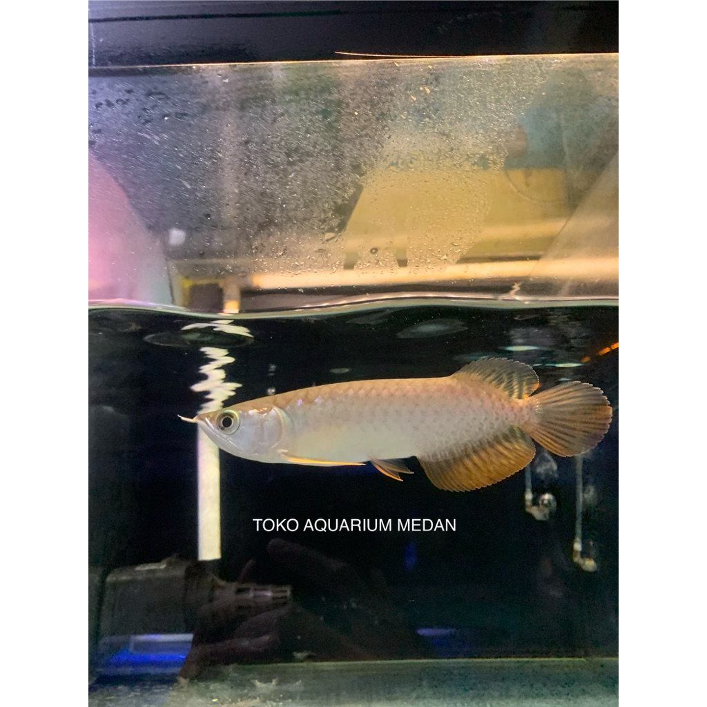 IKAN HIAS ARWANA GOLDEN RTG