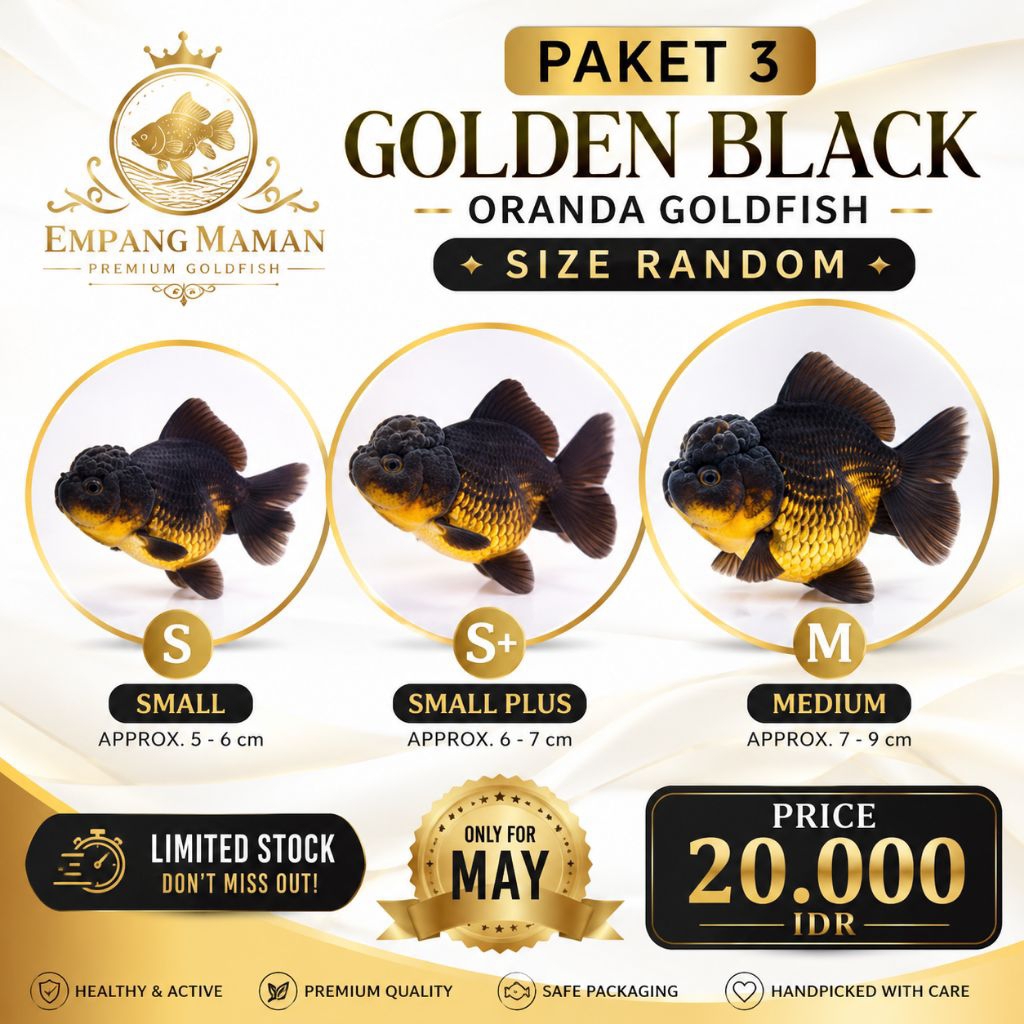 PAKET 3 GOLDEN BLACK KOKI ORANDA HITAM KUNING EMAS