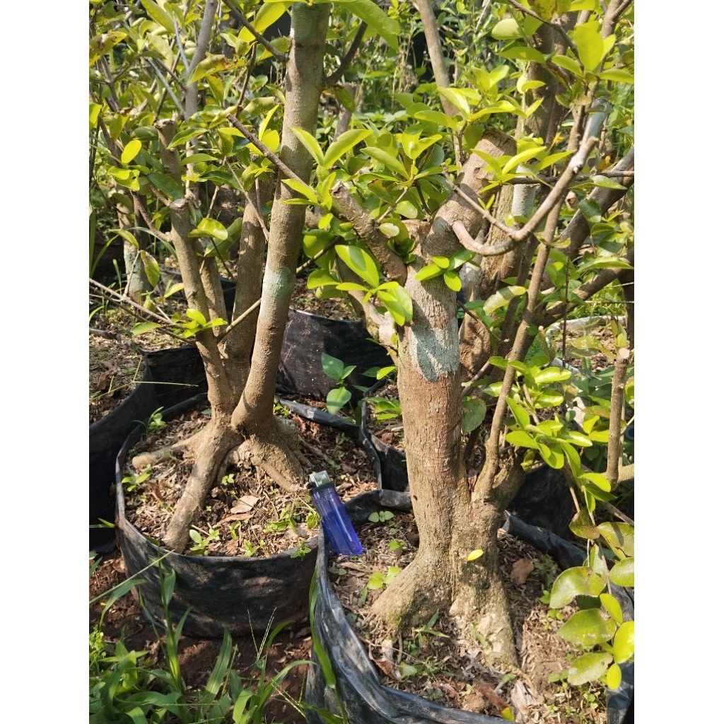 bonsai sianci manis, bonggol jumbo cherry barbados siap program