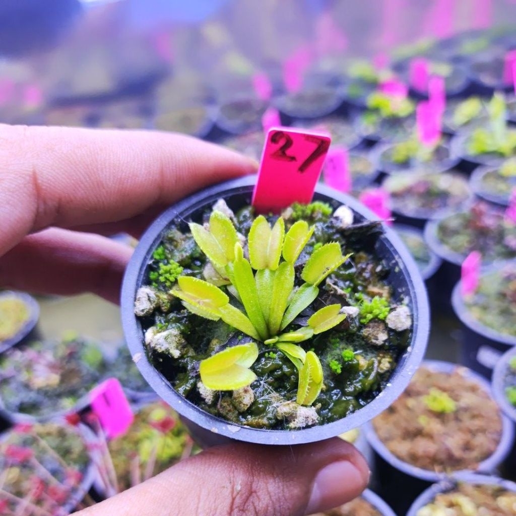 Dionaea Muscipula Microdent/Venus flytrap