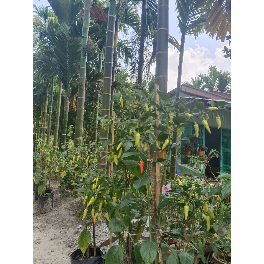 Bibit Cabai Rawit Premium