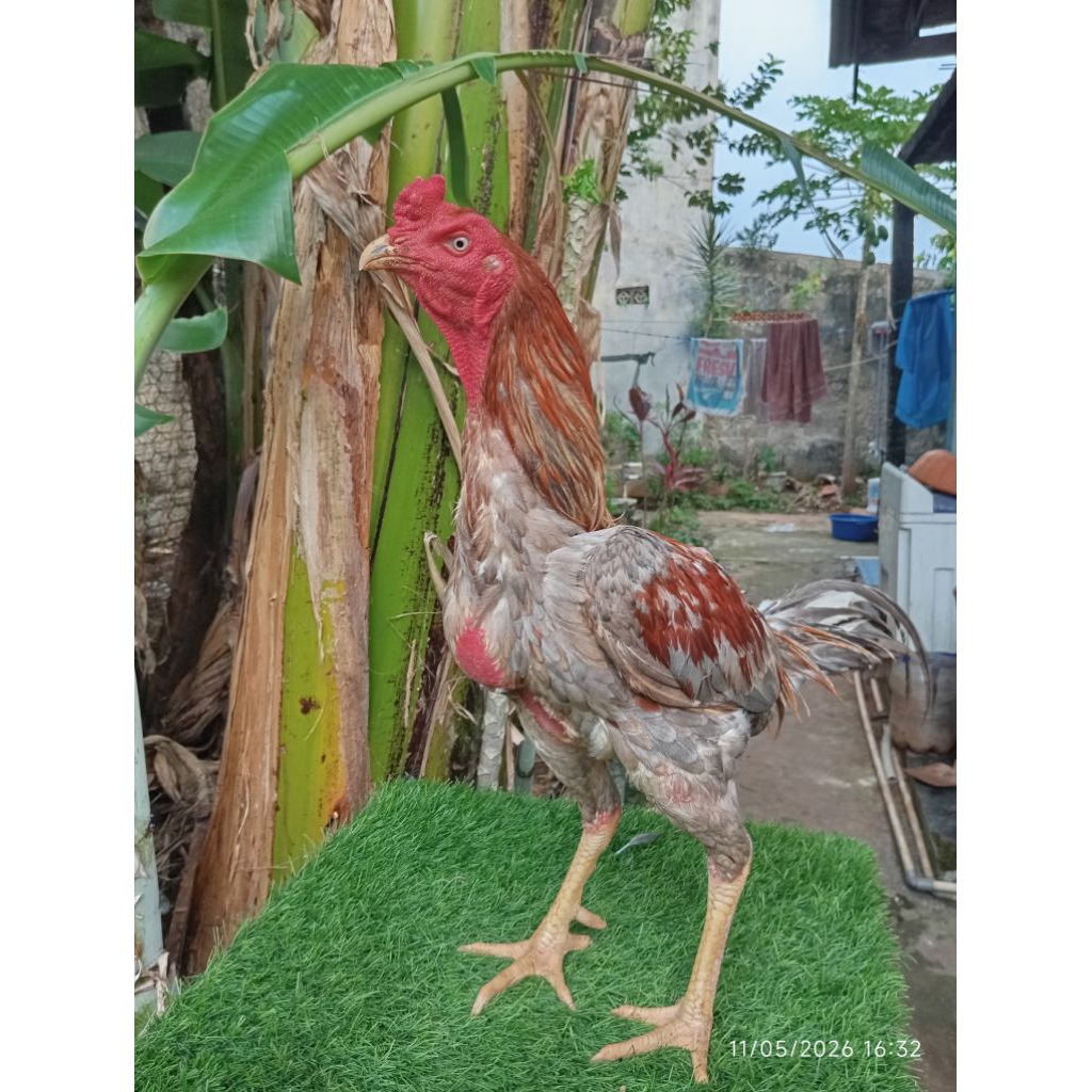 Ayam Bangkok Jantan Pacek Jenis Mangon ORI