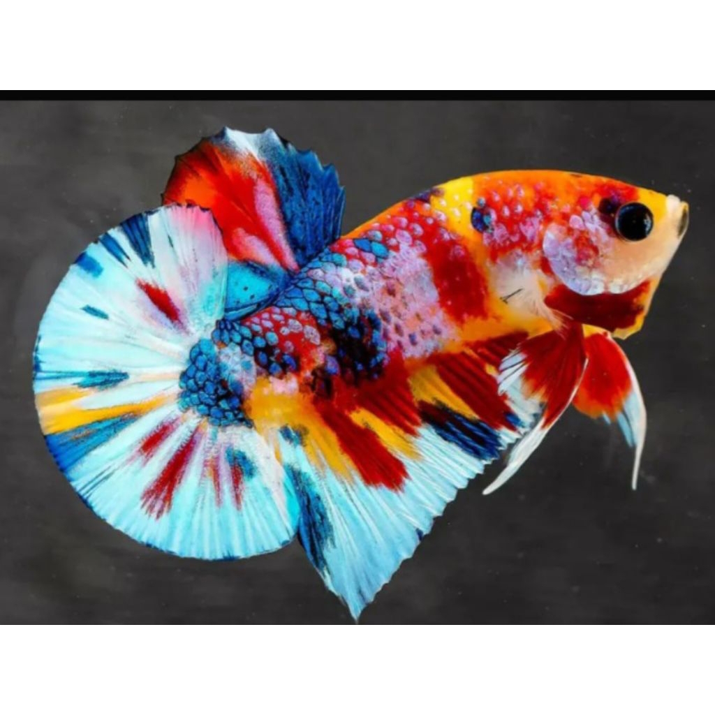 ikan cupang multicolor