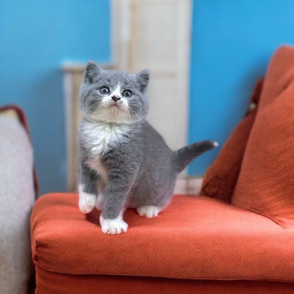 Kucing Kitten BSH British Shorthair Bicolor