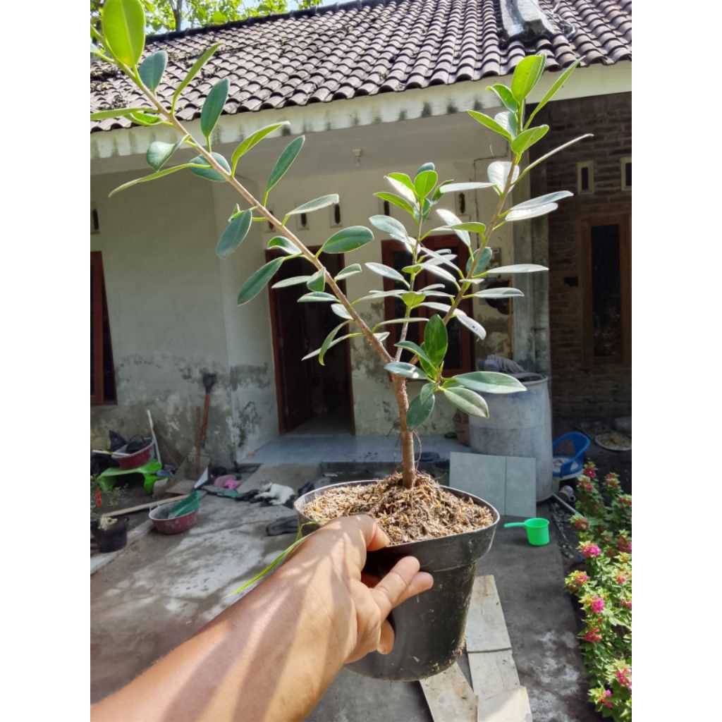 BERINGIN DOLAR KOREA