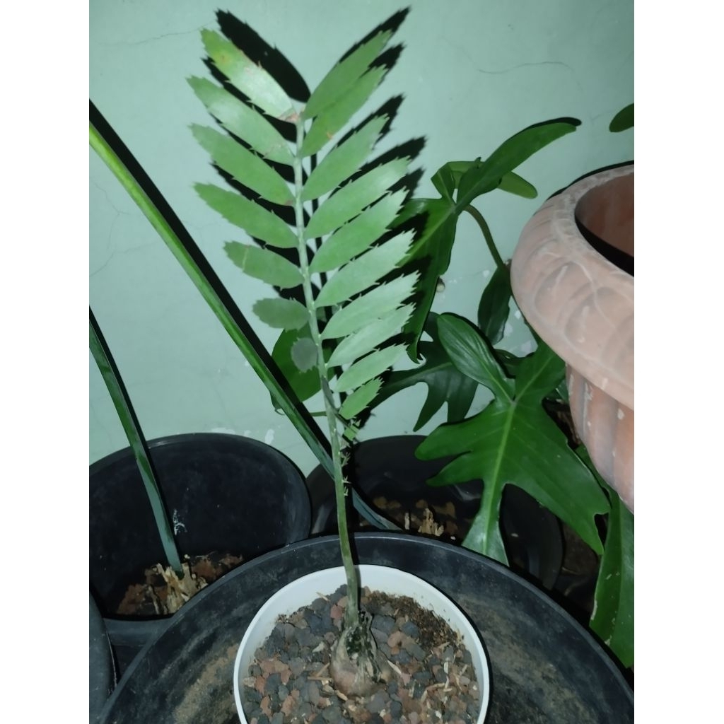 Tanaman Purba Encephalartos Nubimontanus
