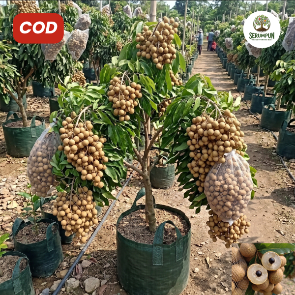 Bibit Kelengkeng New Cristal cepat berbuah GRADE A daging tebal biji kecil hasil okulasi tinggi 70-9