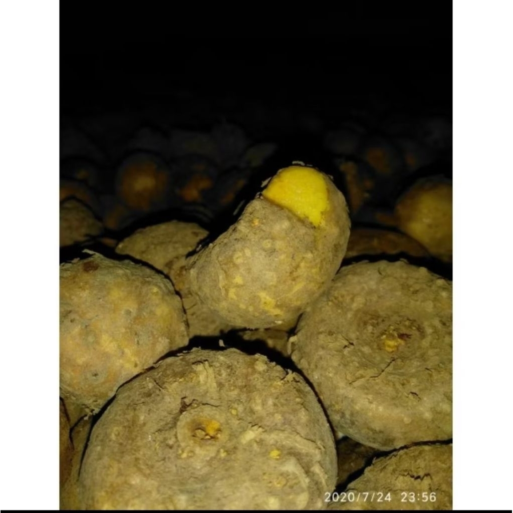 Porang Bibit Porang Isi 5-10 Butir Bibit Umbi Porang Asli Dormen (500gram)