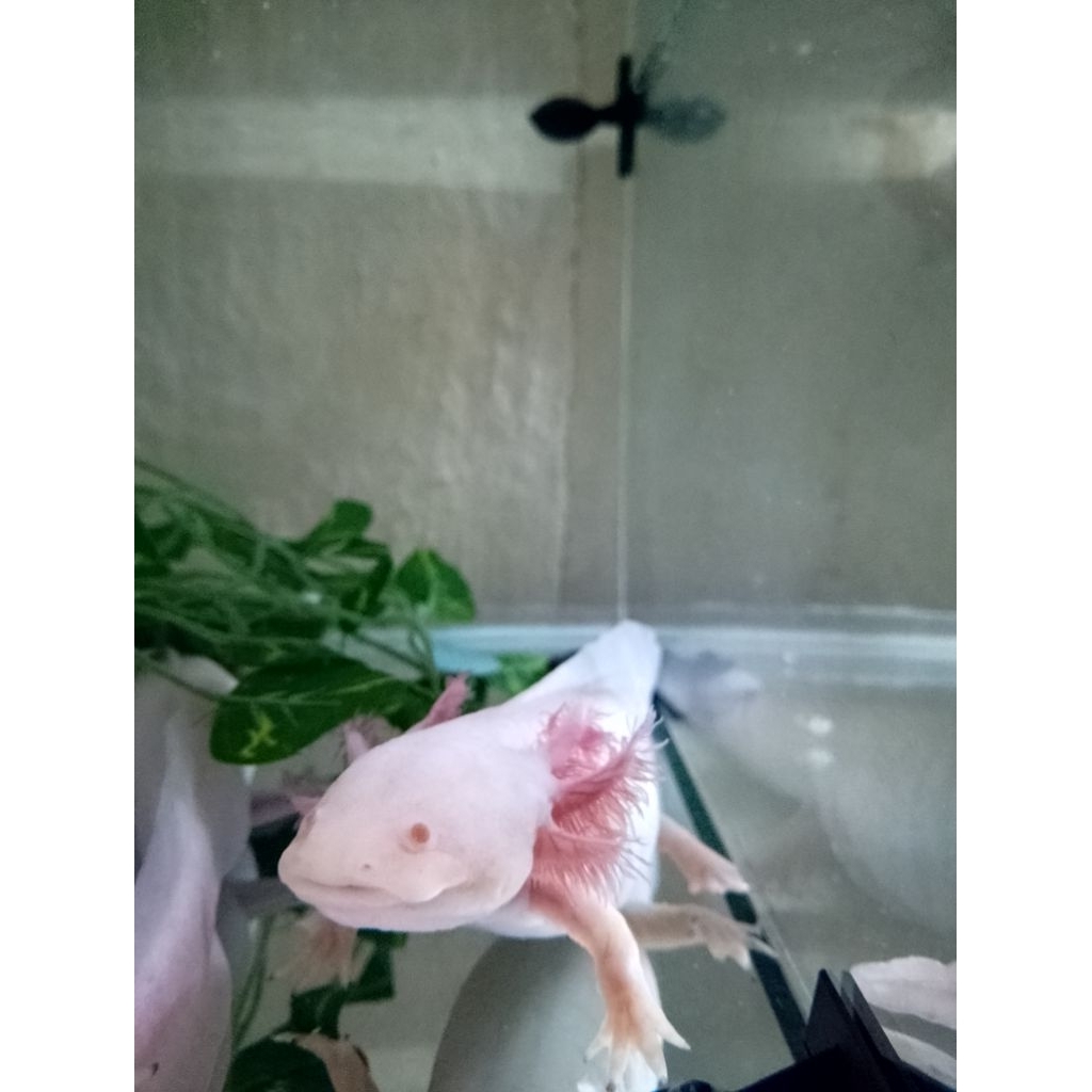 axolotl albino baby fish