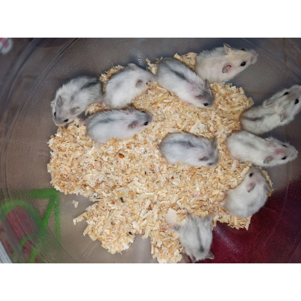 Hamster Winter White Pearl