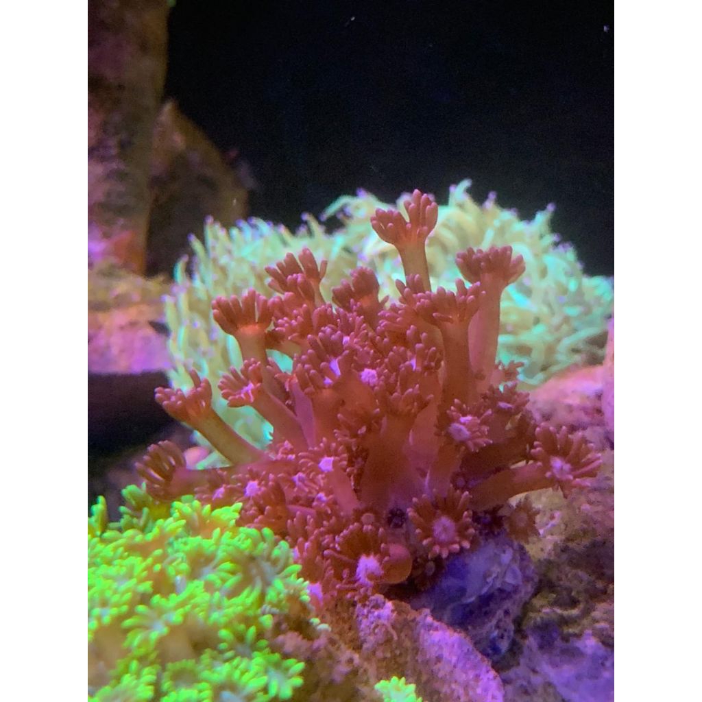 Gonio Merah Bima / Red Goniopora From Bima Island