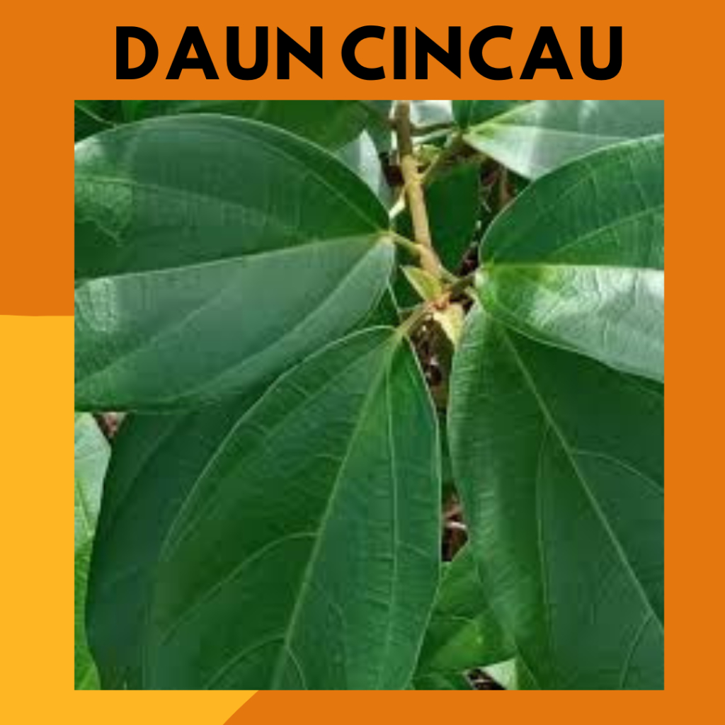 Daun Cincau Hijau Cincau Perdu Organik Perlembar