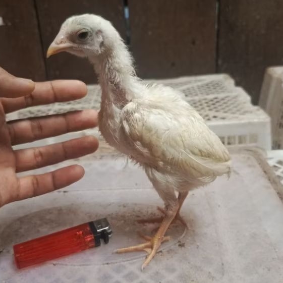 anakan ayam pelung putih