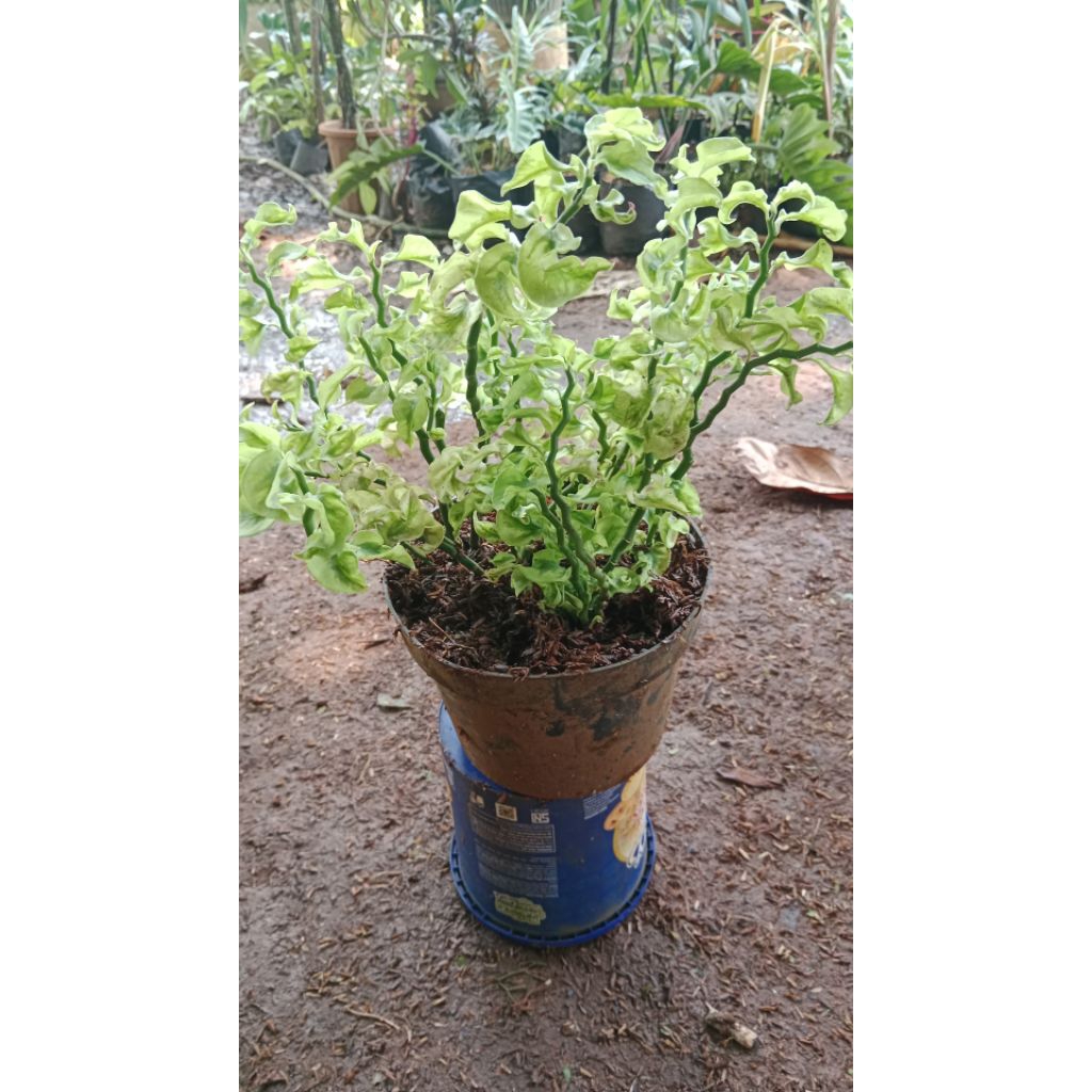 tanaman hias patah tulang keriting plus pot