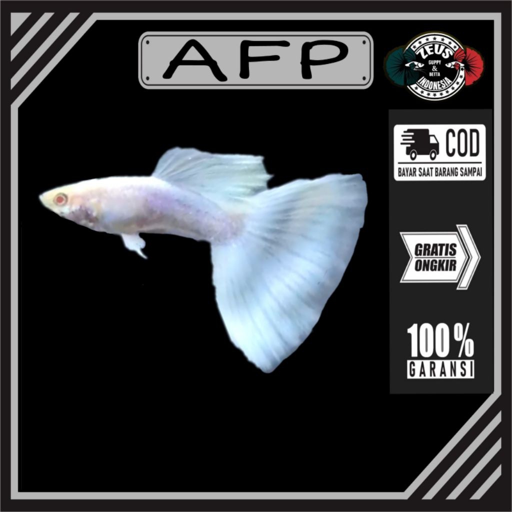 AFP Albino full platinum
