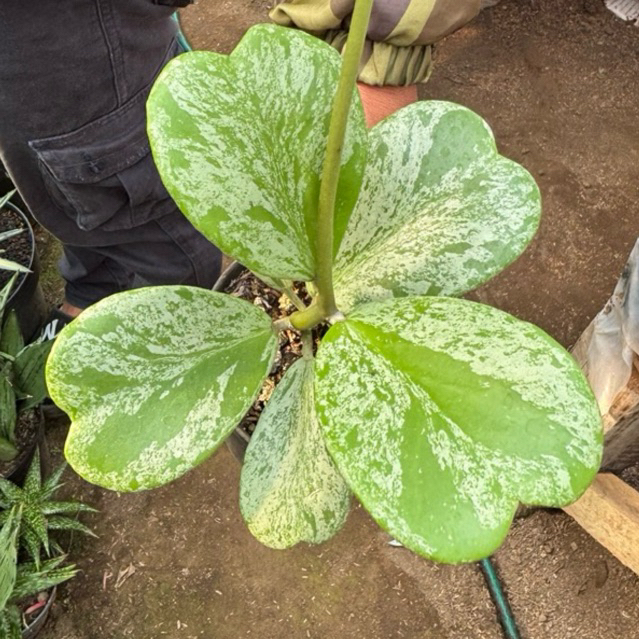 Hoya Kerri Splash