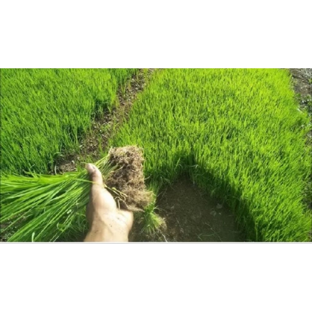 benih/bibit padi MAPAN P-05 padi lokal unggul di jual per-iket isi 300 bibit benih/bibit padi MAPAN 