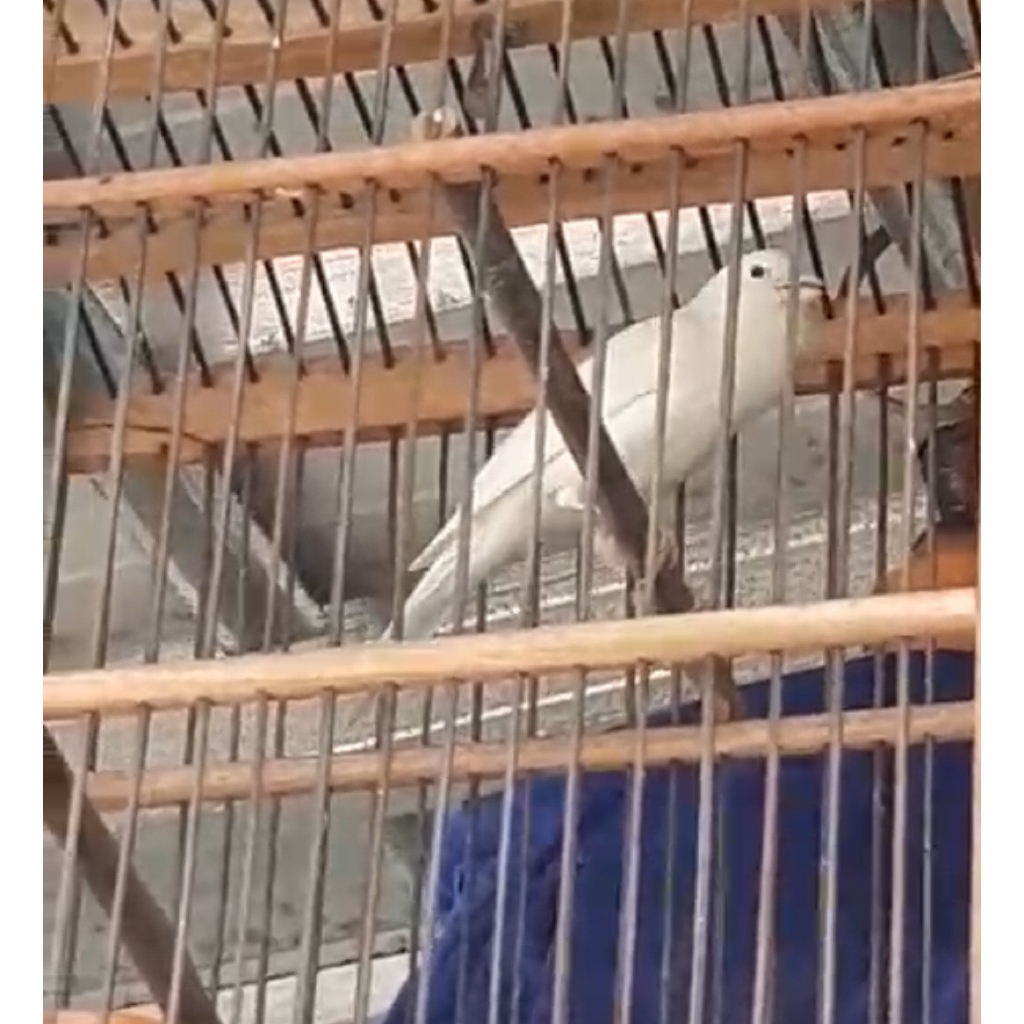 KENARI AF (F2YS x LOPER) JANTAN WARNA PUTIH