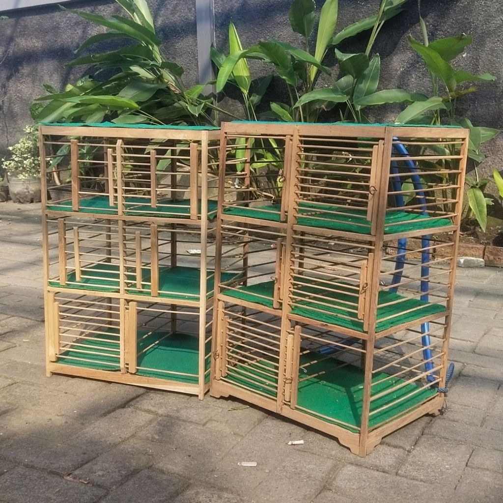 Dongdang Gabur merpati Dongdang lepas