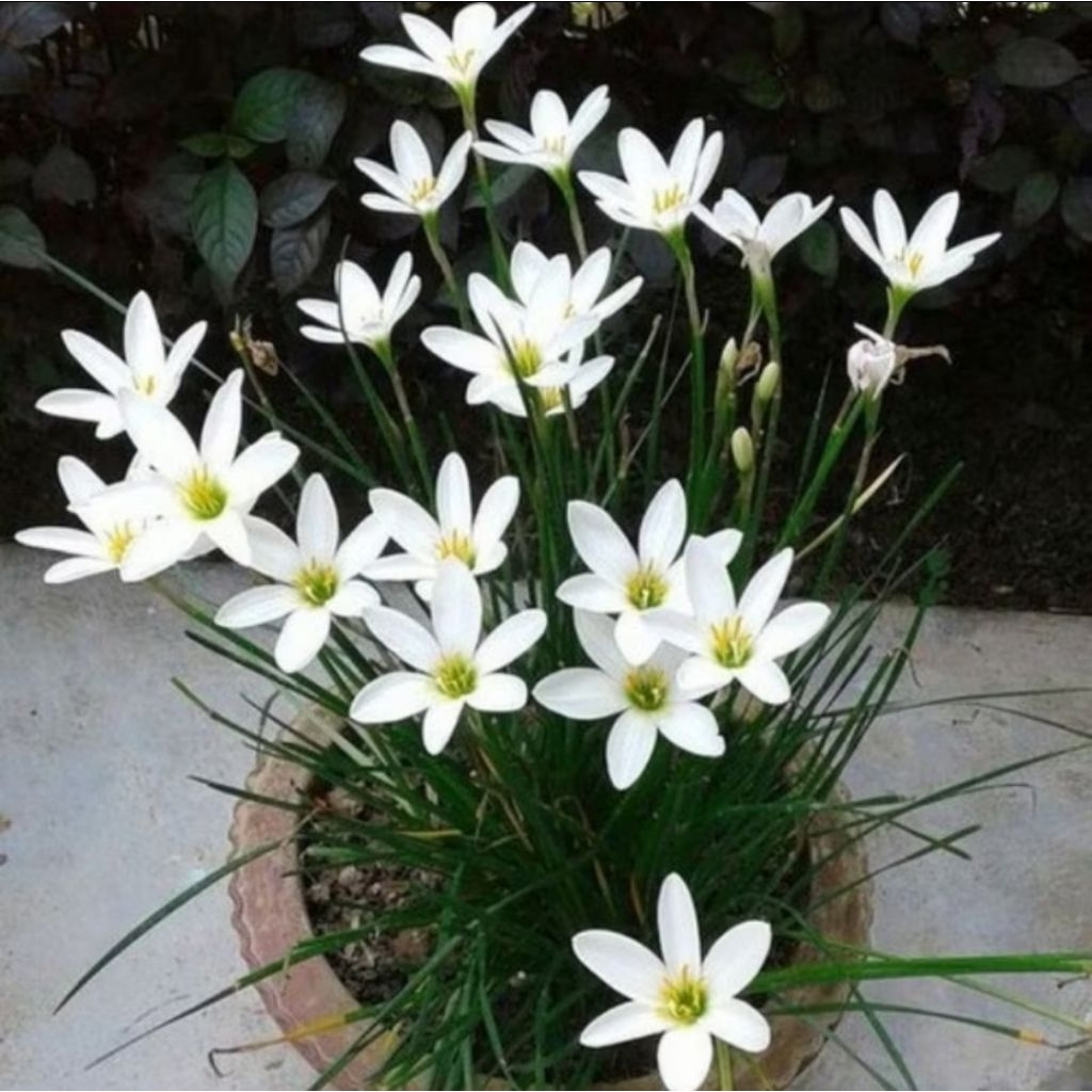 Tanaman Rain Lily • Bunga Rain Lily Putih • Bunga Lily Hujan Putih