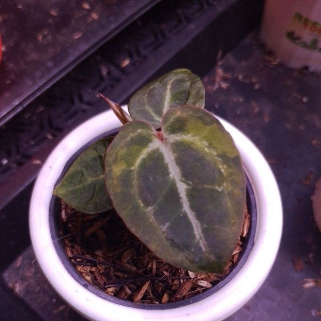 Bibit Anthurium Red Tiger varigated