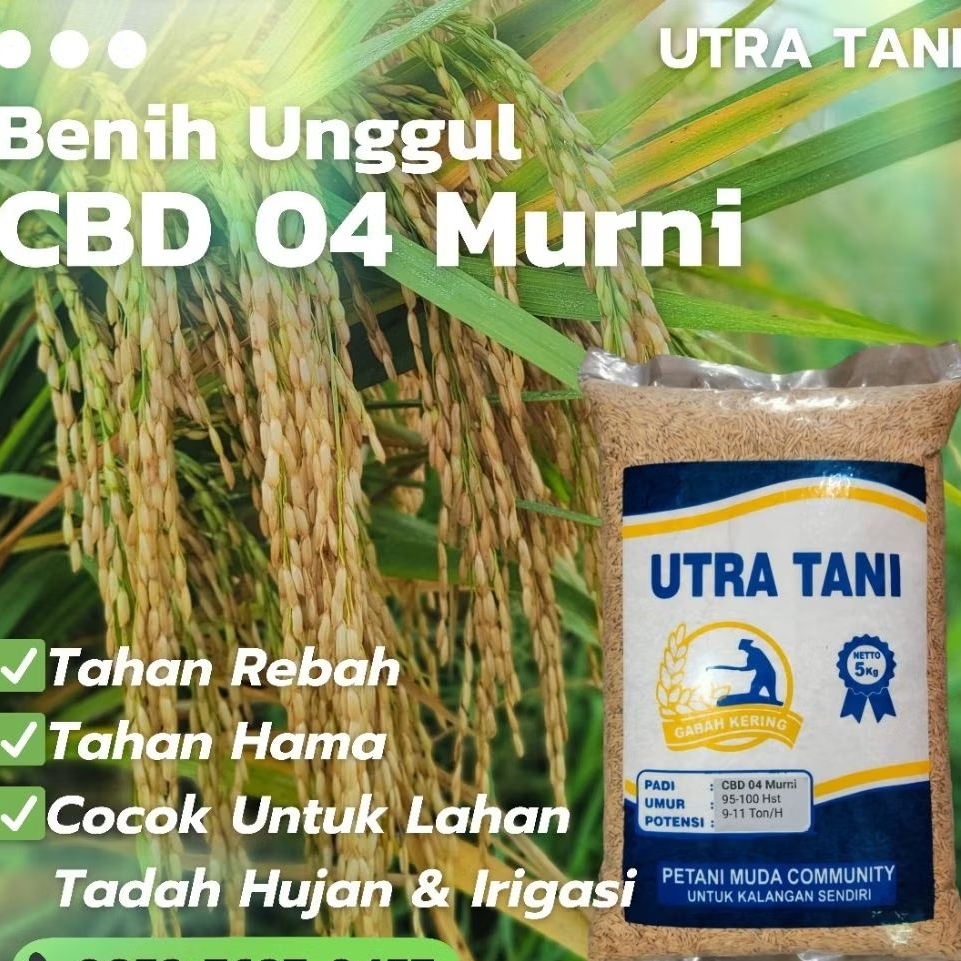 Benih Padi Unggul CBD 04 Murni 5Kg UTRA TANI bibit cbd04